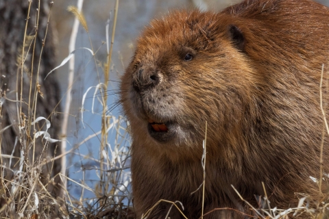 A beaver with bright orange teeth, sits in a grassy area near a wetlandA beaver with bright orange teeth, sits in a grassy area near a wetland