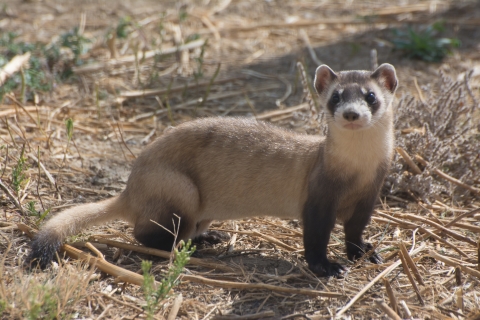 A side profile view of a light brown ferret with darker legs and end of the tail standing in dry prairie. 