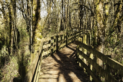 Boardwalk trail through forest to Pintail Marsh observation blind