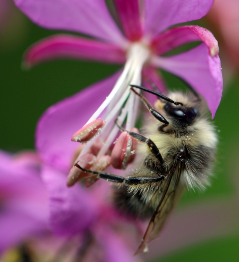 close up image of a fuzzy black and yellow bumblebee on a fuschia colored flower.