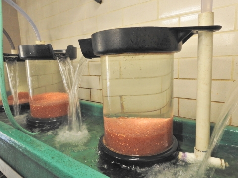 Rainbow trout eggs incubating in an fish egg hatching jar with water flowing through the jar.
