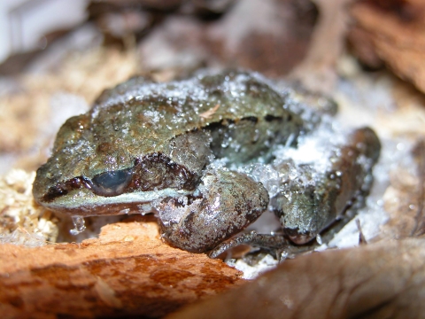 A wood frog is covered in ice and appears frozen on a bed of leaves.