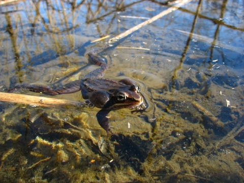 A close up of a male wood frog in a wetland calling for a mate by pushing air into his paired vocal sacs to amplify sound.