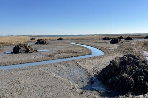 Tidal channel and hummocks in restored Chesapeake Bay salt marsh in Worcester County, Maryland.