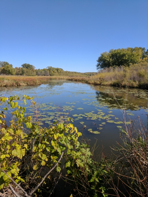 A wetland with lily pads and vegetation on and surrounding it.