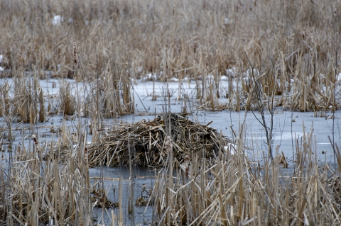 A muskrat hut in the middle of an iced over wetland surrounded by lots of reeds.