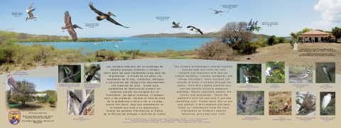 Panel situated at the Observation Tower of Culebra NWR, featuring illustrations and information about birds found within the refuge.