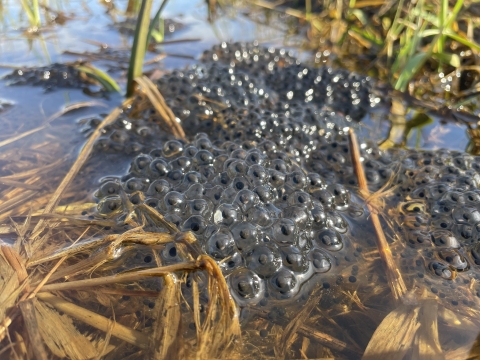 A close up of frog eggs clumped together and attached to vegetation in a river basin. 
