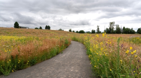 Gravel trail through prairie filled with wildflowers on both sides of trail.