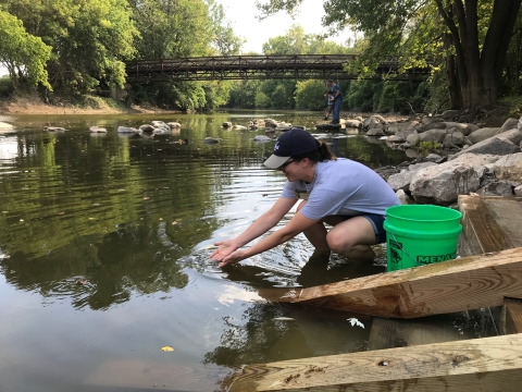 A young woman is crouched low, cupping her hands as she reaches into the river, releasing a young lake sturgeon. A five-gallon bucket is beside her. 