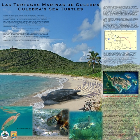 Interpretive panel showcasing images and information about the various sea turtle species found in Culebra NWR.