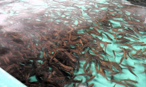 A bunch of young baby trout swimming.