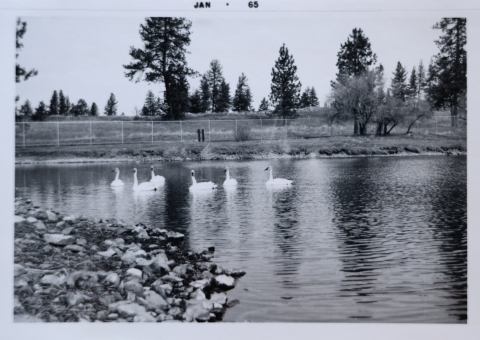 black and white photo of six large trumpeter swans in a fenced in pool.