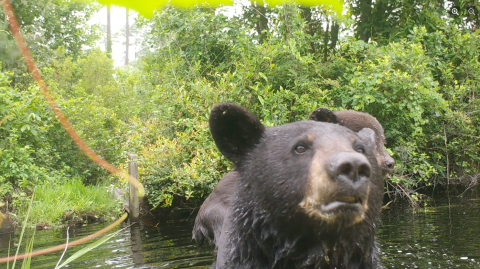Large black bear with bear cub on its back wading in water.