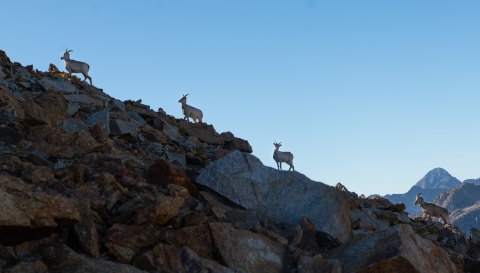 Bighorn sheep lined up on a ridge in the Sierras