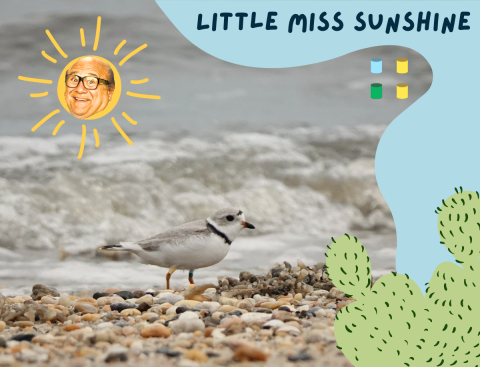 A banded piping plover facing right on a gravel and sand beach backed by a gentle oncoming wave. The graphic reads “Little Miss Sunshine” with a sun Danny Devito's face in the upper left of the image and a stylized prickly pear cactus in the lower right. Four cylinders representing this bird’s band combination are in the upper left: light blue over dark green on the left and yellow over yellow on the right. 