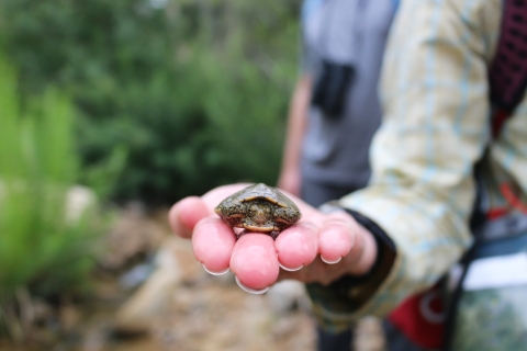 A small turtle resting on a person's hand
