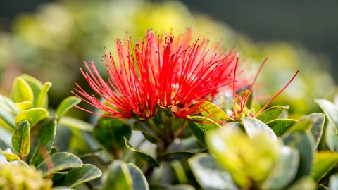 red ohia lehua flower