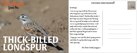 Postcards from Passerines. Greetings! I’m on my way north for the summer, returning from my winter home in the Chihuahuan Desert! Unlike other birds, I don't hop—I walk & run. The long claw on my hind toe helps me to walk and run in my shortgrass prairie home. I eat seeds & insects like ants & moths. When I catch grasshoppers, I beat them on the ground to remove their wings & legs. I hope you can visit the short-grass prairie & listen to my beautiful song under the wide-open sky. The thick-billed longspur