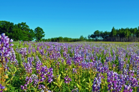 A field of blue-purple Wild Lupine flowers at Sherburne National Wildlife Refuge