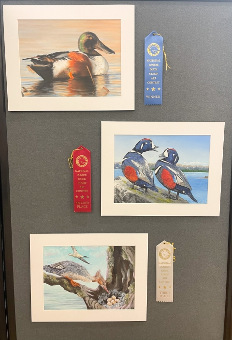 3 paintings of ducks on display with prize ribbons