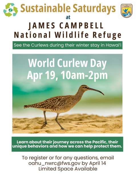 Flyer showing curlew walking on sand