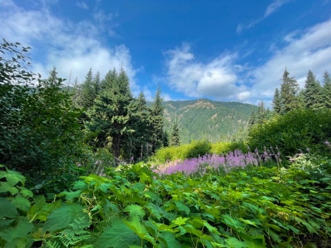 A landscape shot of green plants, trees, and mountains with bright pinkish purple flowers and a blue sky.