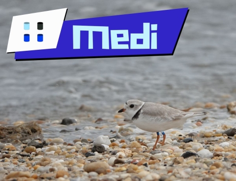 A piping plover facing left on a gravel and sand beach where the water almost reaches its legs. This plover’s plastic color bands are light blue over dark blue on its left leg and black over dark blue on its right legs. Four cylinders illustrate the color bands on a stylized white and blue name plate that also reads “Medi” in light blue text.