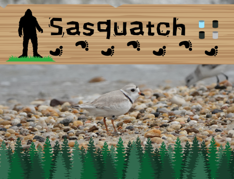 A piping plover facing right along a gravel and sand beach with a sanderling out of focus in the background. A wooden sign graphic along the top reads, “Sasquatch”. To the left of the text is a graphic of a sasquatch silhouette and underneath are seven black footprints. To the right of the text are four cylinders illustrating the plover’s band combination as light blue over black on the left and black over gray on the right. Pine trees frame the bottom border in four shades of dark green. 
