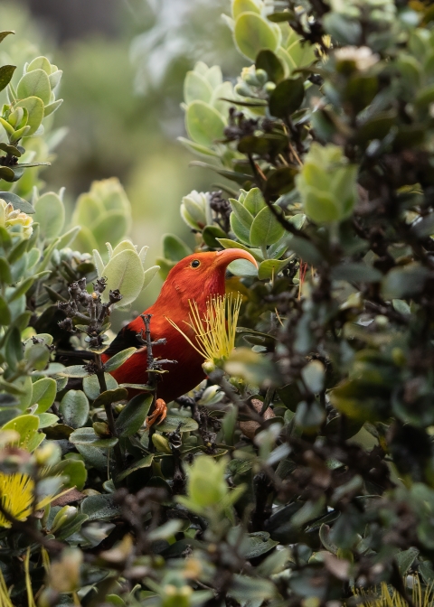 Image of an I'iwi peeking out from behind a yellow lehua.
