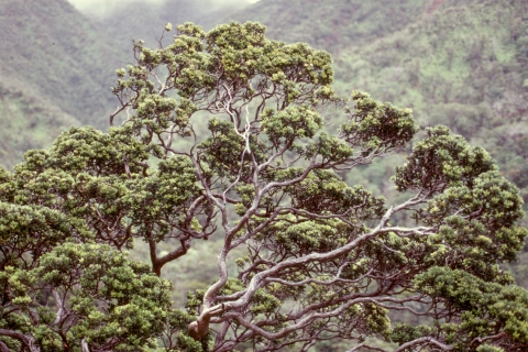 The canopy of a large ohia tree