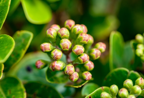 Red and green ohia plant buds
