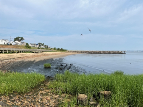 View of a shoreline with green grasses in the foreground and manmade boardwalks and a pier in the background.