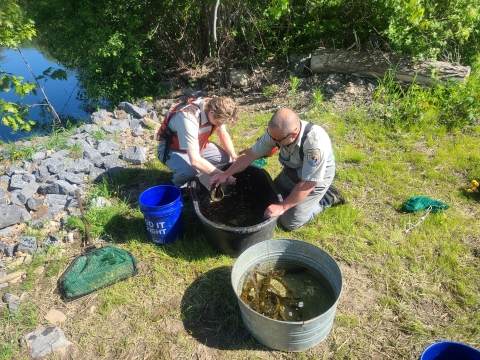two people kneel by two large buckets containing long, thin fish, on the grassy shore by water