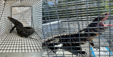 Argentine Black and White Tegu collected in a live trap - Fort Pierce, Florida