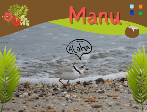 A piping plover walking right along a sand and gravel bay beach where a wave has nearly reached its little orange toes. Tropical graphics of hibiscus flowers, palm leaves, and a coconut drink make up the top banner while palm leaves frame the plover to the left and right. The text at the top reads “Manu” while a speech bubble reads “Aloha”. The plover’s band combination is apparent both on its upper legs and as the cylinders in the top right of the frame. It is light blue over dark blue on the left leg and