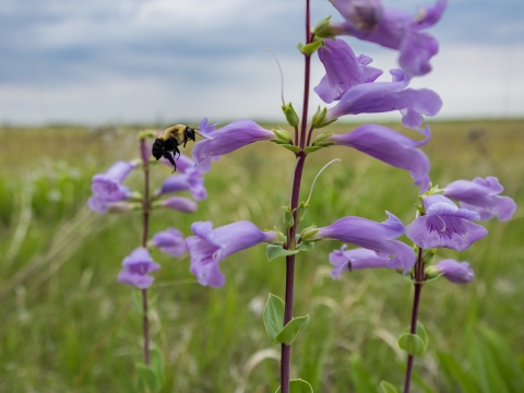 A bumblebee visits blooming large-flowered beardtongue in a prairie