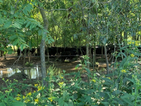 Cows are standing in mud on one side of a fence, tall wildflowers are on the opposite side of the fence.