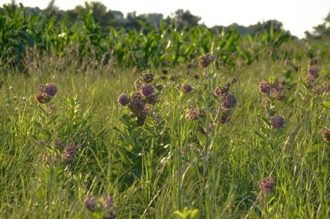 Blooming pink flowers in front of a corn field with the sun setting. 