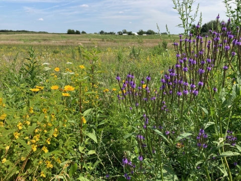 Yellow and purple flowers blooming near a farm. 