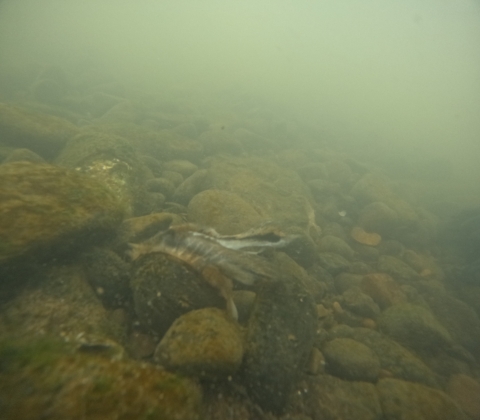 A freshwater mussels shows off its lure, which mimics a minnow, in a turbid river. 