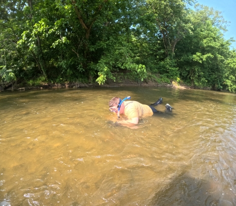 A man snorkels in a shallow, turbid river. 