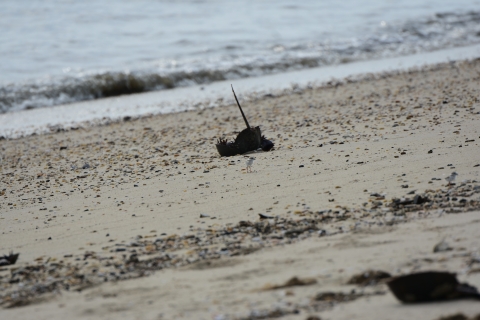 A small tan and white chick stands up tall in front of an upturned horseshoe crab along a sand and gravel beach. Gentle waves lap in the background. A second chick that is out of focus is off to the right of the frame. 