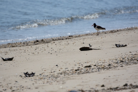  A small tan and white chick with four colored bands above its ankle surveys the gently lapping waves. A few upturned horseshoe crabs lie nearby and a large black and white shorebird with a bright red bill stands near the water’s edge. 