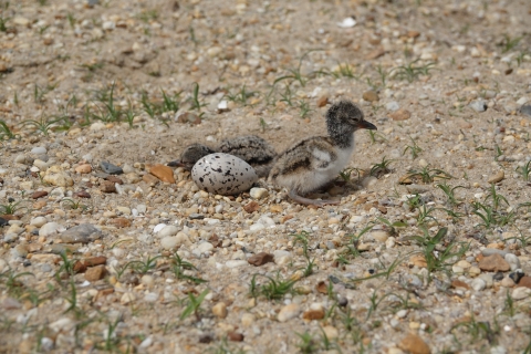Two dark brown and white chicks and one black-speckled gray egg in a small depression on a sand and gravel beach. Little grasses are scattered around them. The chick farthest back is lying down, resting, while the chick in front is sitting up. 