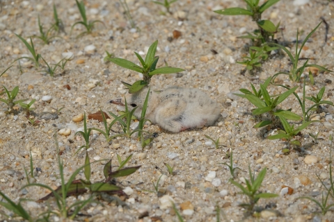 A small fluffy tan and white chick lays tucked up next to a small green plant on a sand and gravel beach. Other small plants are scattered throughout the image. 