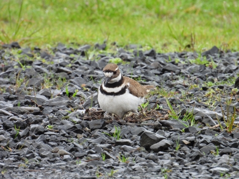 Nesting shorebird sitting on eggs on a pile of eggs