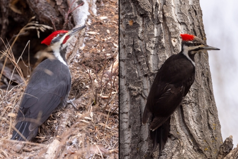 Male (left) and female (right) pileated woodpeckers