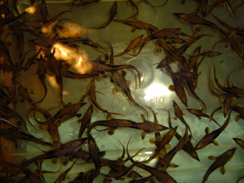 Tank full of juvenile lake sturgeon in streamside rearing facility 
