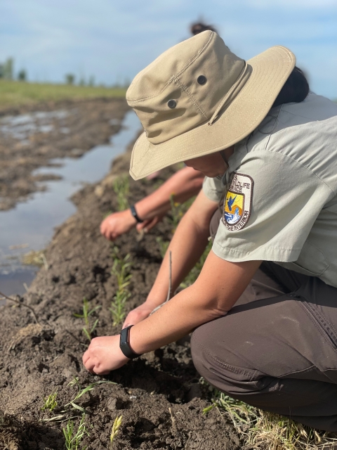 U.S. Fish and Wildlife Service biologist wearing a brown uniform plants native milkweed in the soil.